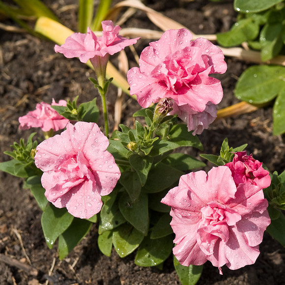 Flowers_014.jpg