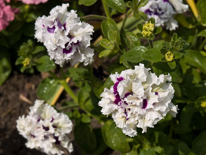 Flowers_015.jpg