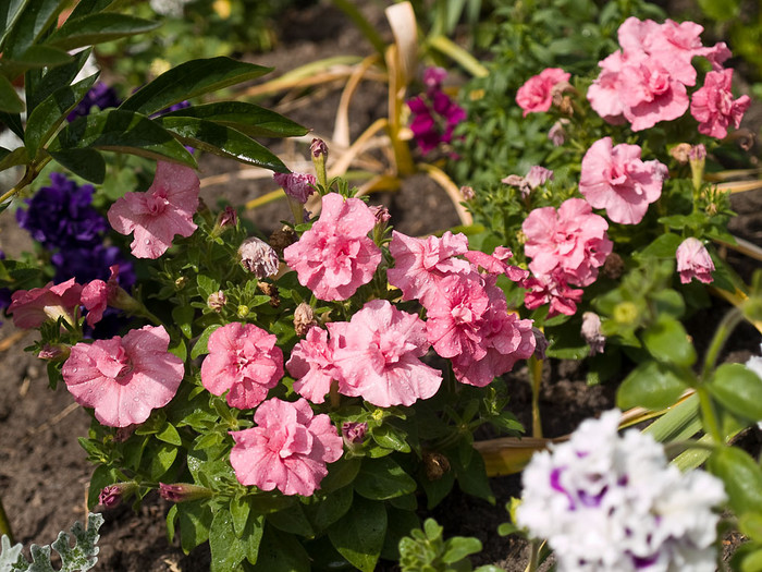 Flowers_016.jpg