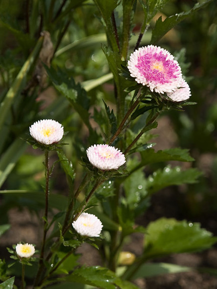 Flowers_017.jpg