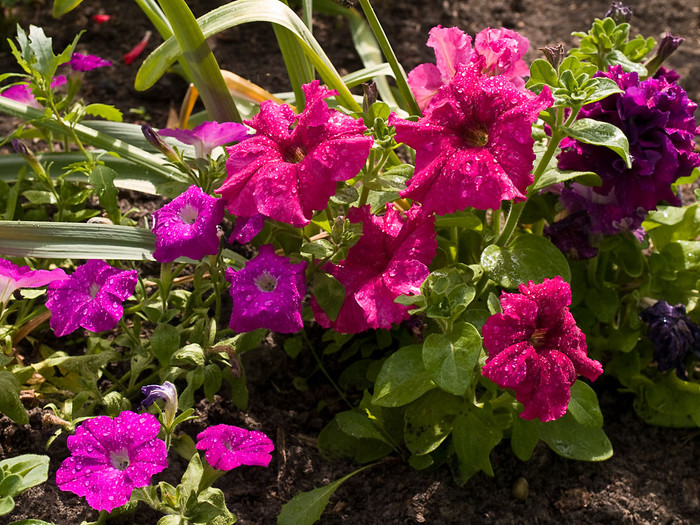 Flowers_018.jpg