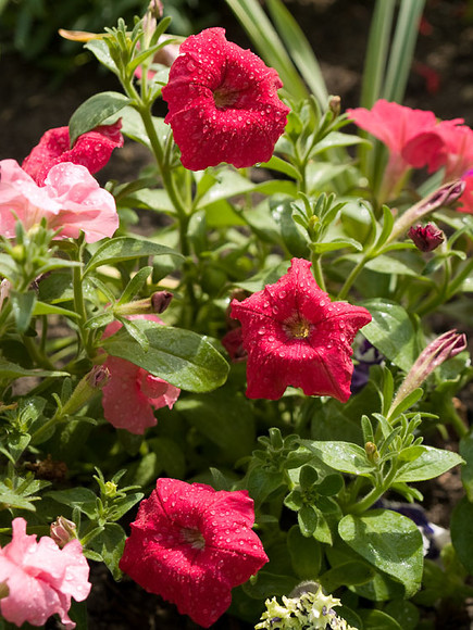 Flowers_019.jpg