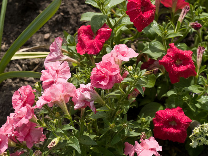 Flowers_020.jpg