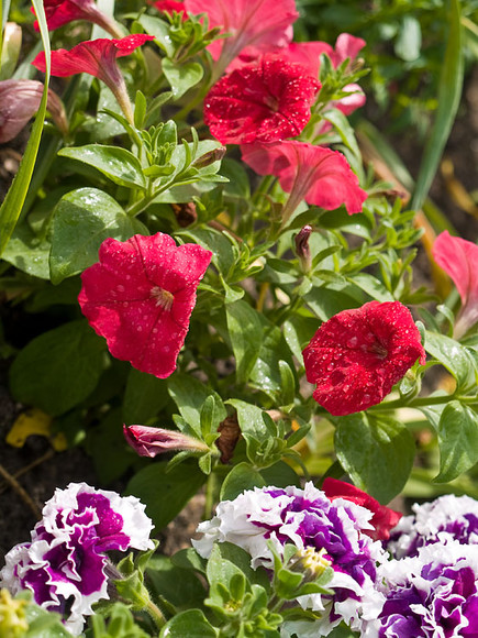 Flowers_021.jpg