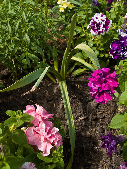Flowers_023.jpg