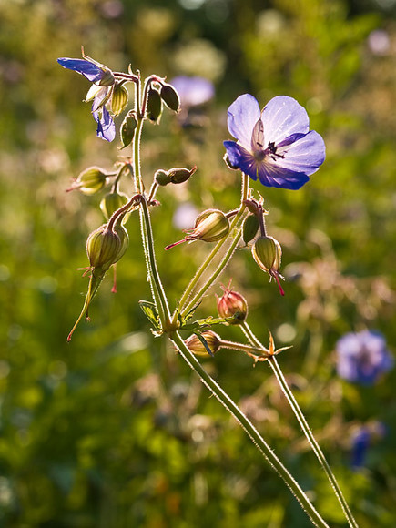 July_004.jpg