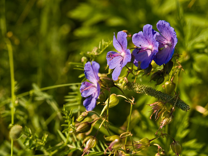 July_006.jpg