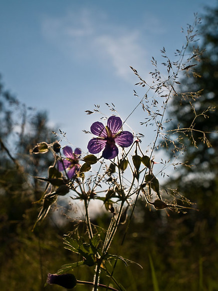 July_008.jpg