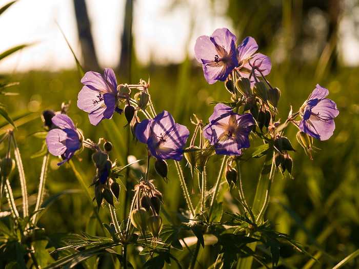 July_018.jpg