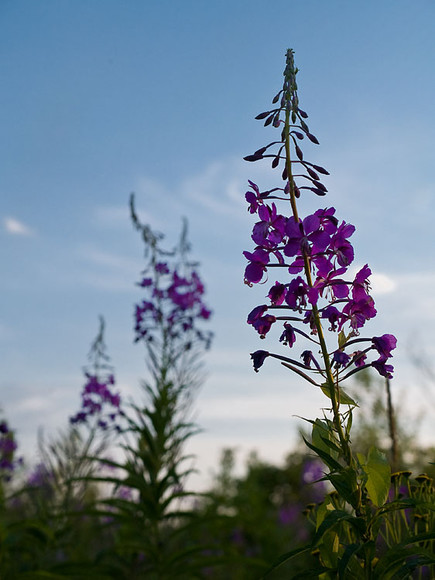 July_020.jpg