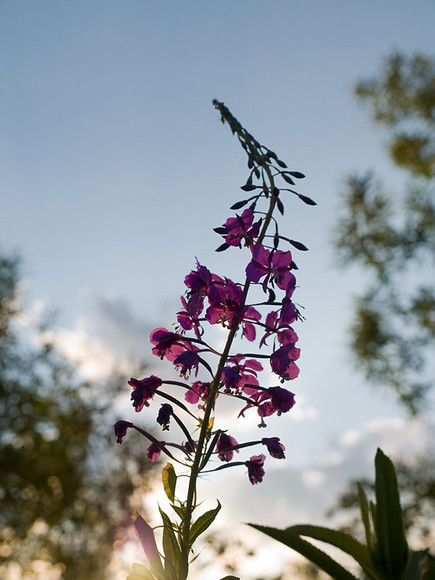 July_021.jpg