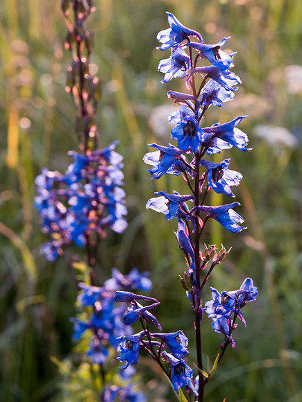 July_030.jpg