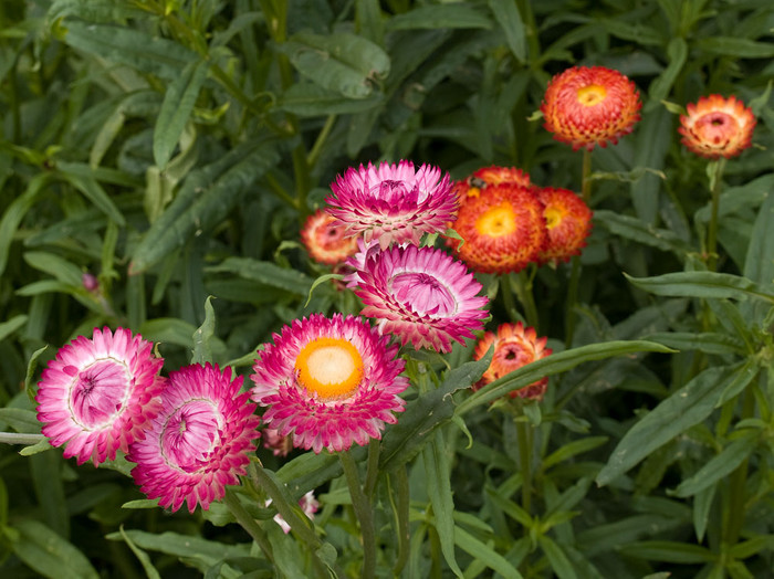 flowers_024.jpg