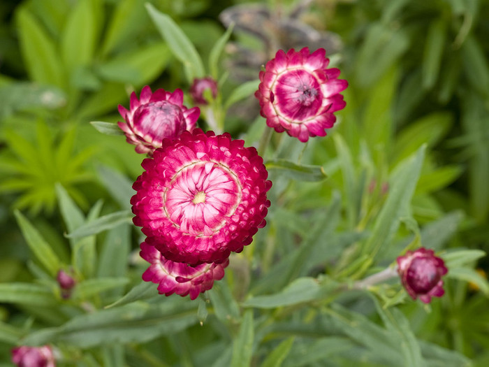 flowers_025.jpg