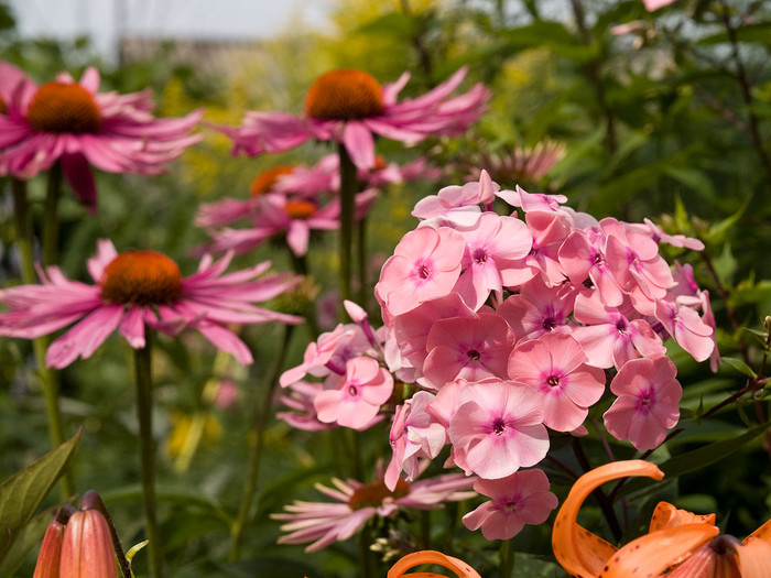 flowers_027.jpg