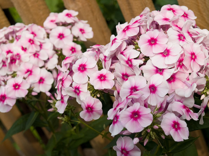 flowers_028.jpg