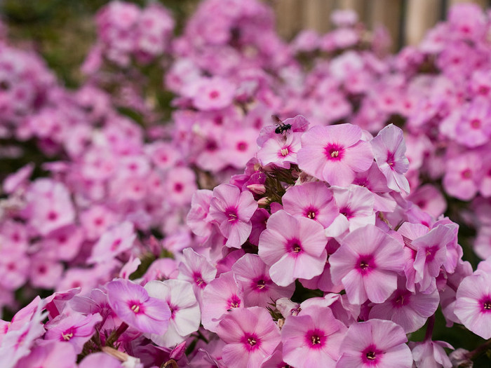 flowers_029.jpg