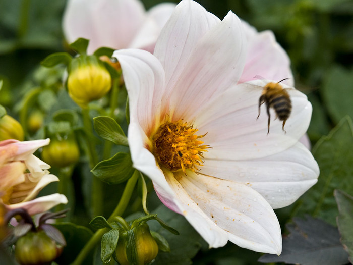flowers_030.jpg