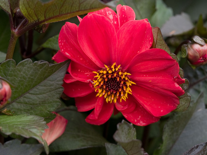 flowers_031.jpg