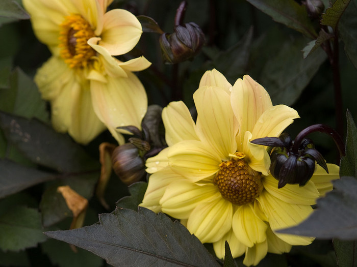 flowers_033.jpg