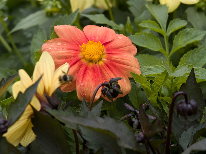 flowers_034.jpg
