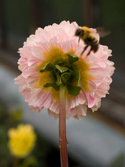 flowers_035.jpg