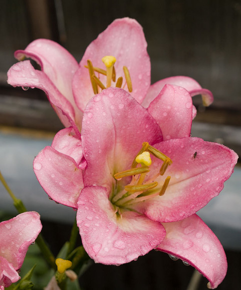 flowers_036.jpg