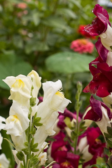 flowers_038.jpg