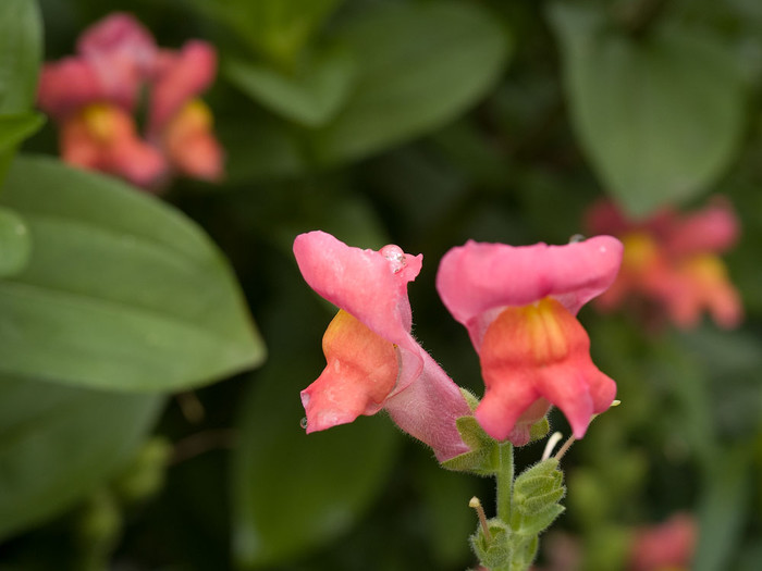 flowers_039.jpg