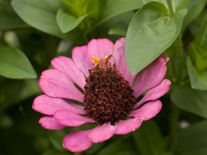 flowers_040.jpg