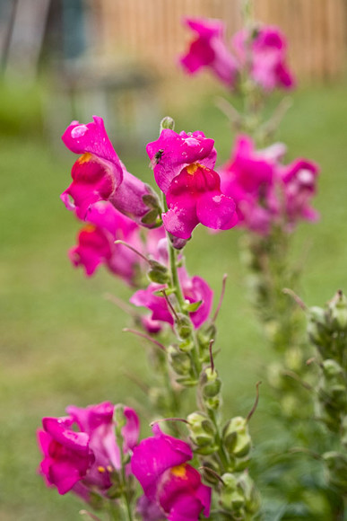 flowers_041.jpg