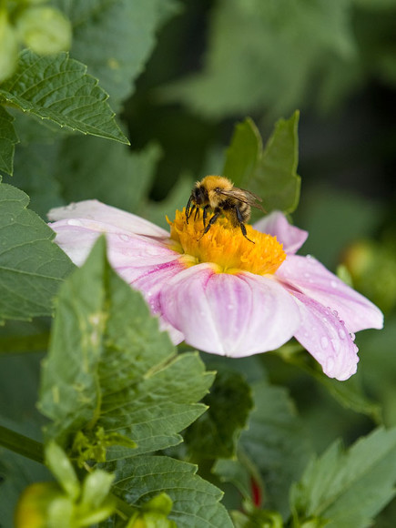 flowers_042.jpg