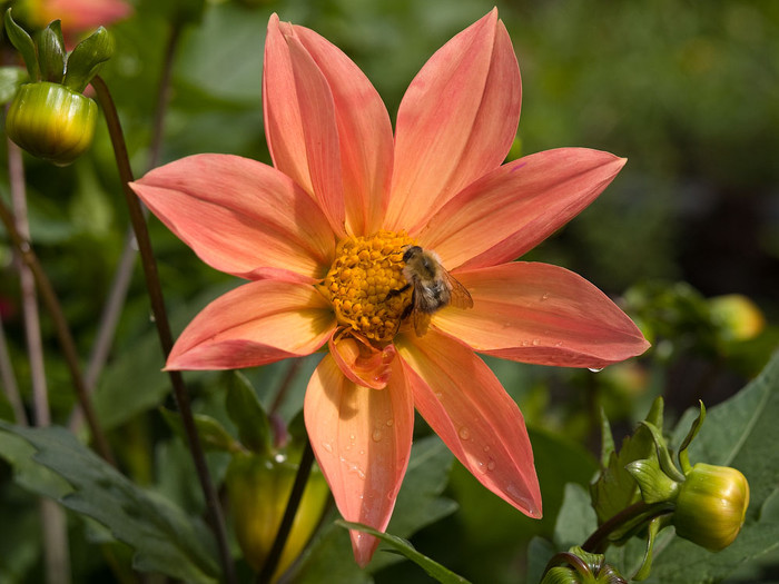 flowers_044.jpg