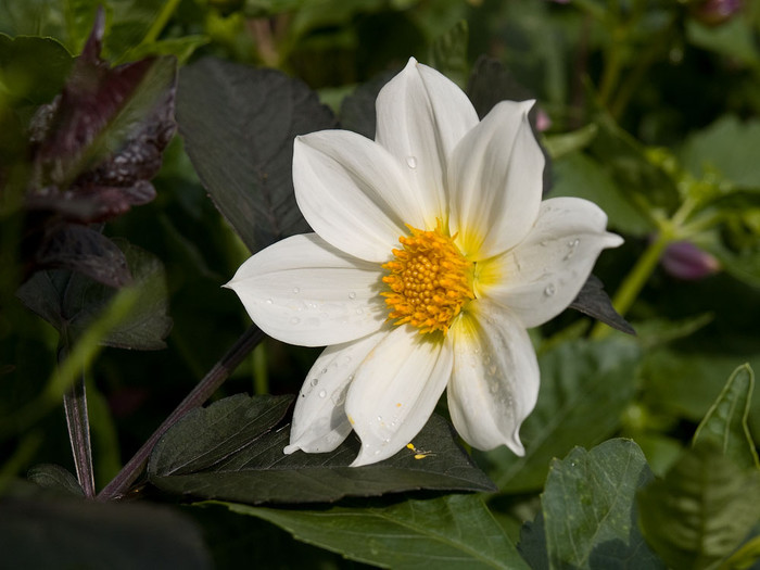 flowers_045.jpg