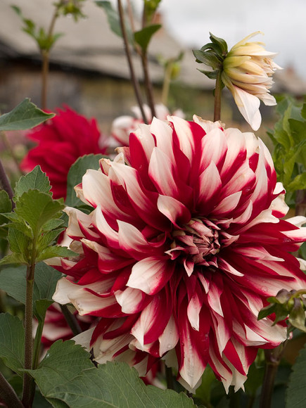 flowers_046.jpg