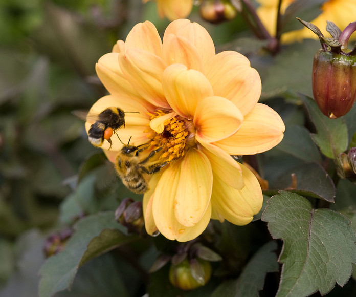 flowers_047.jpg
