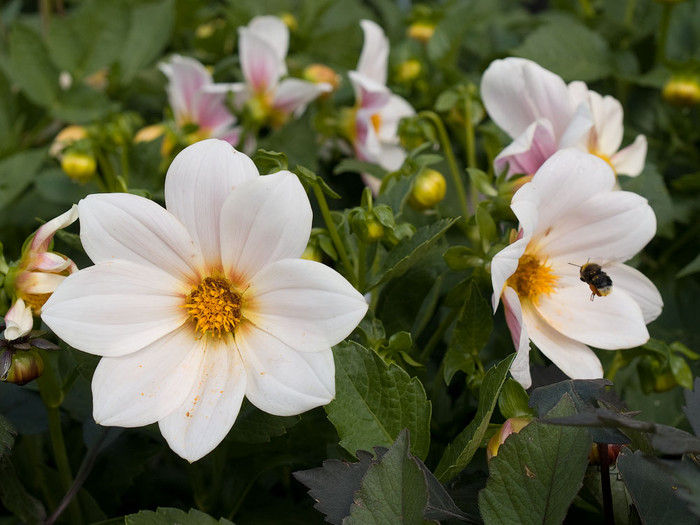 flowers_048.jpg
