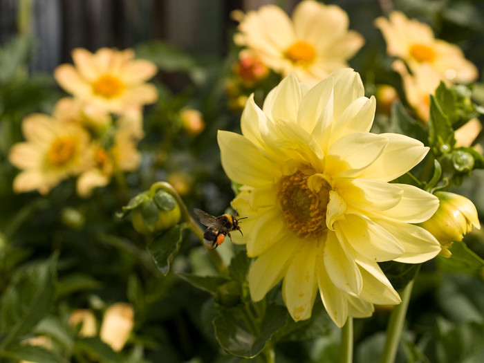 flowers_049.jpg