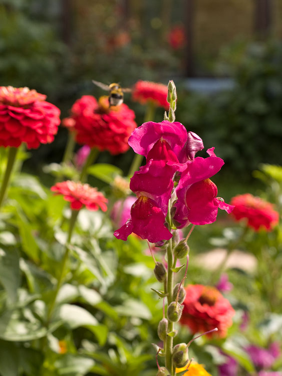 flowers_050.jpg