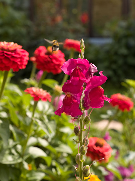 flowers_050.jpg