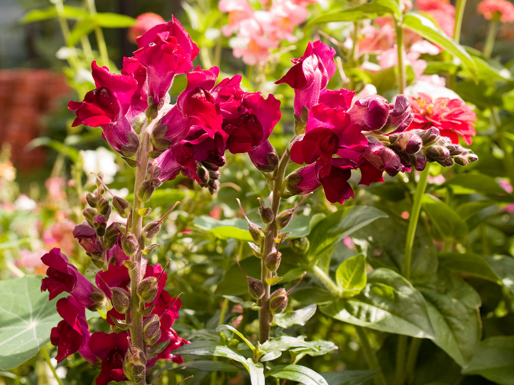 flowers_051.jpg
