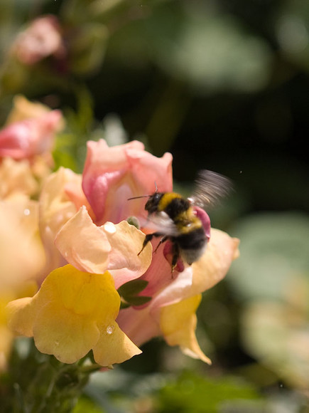 flowers_053.jpg