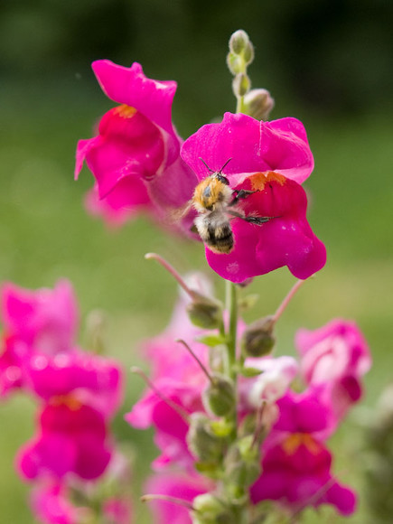 flowers_054.jpg