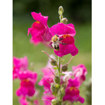 flowers_054.jpg