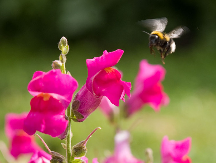 flowers_055.jpg