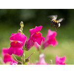 flowers_055.jpg