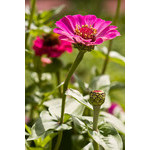 flowers_056.jpg