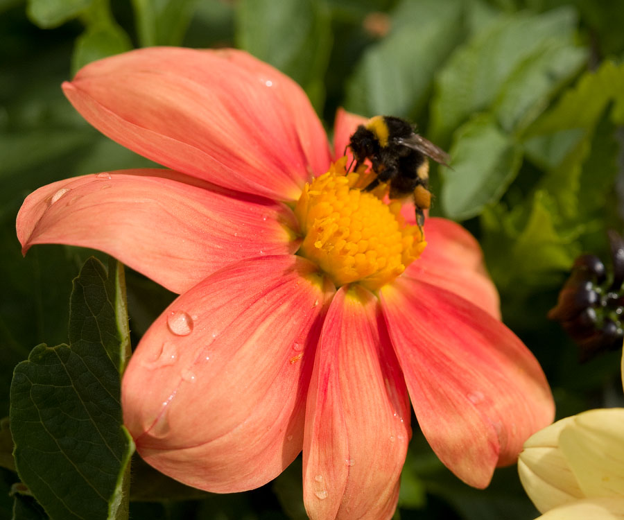 flowers_057.jpg