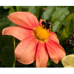 flowers_057.jpg