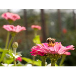 flowers_058.jpg